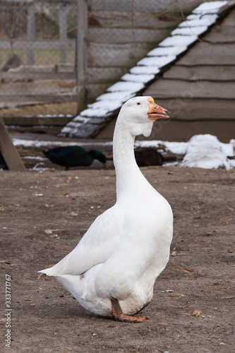 goose, white domestic goose walks in the poultry yard