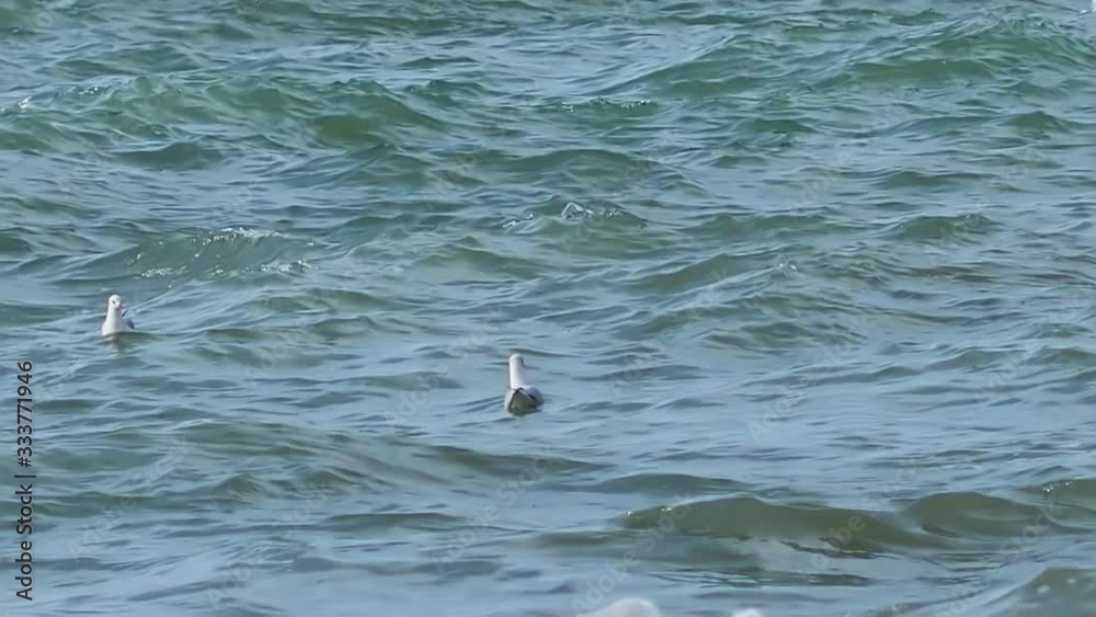 Seagulls swing on the waves in the surf. Black sea, Sochi, Russia. Seagulls swing on the waves in the surf. Black sea, Sochi, Russia.