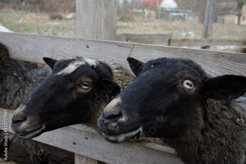 a sheep peeps out from under the fence to