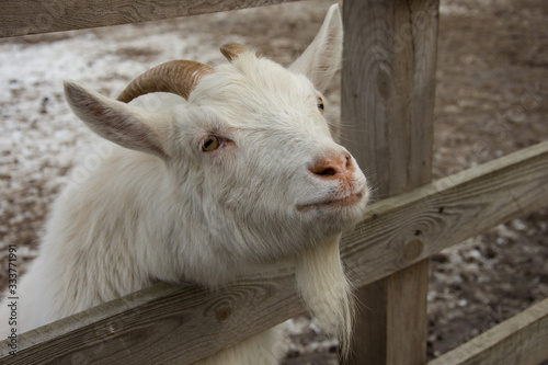 white goat peeks out from under the fence