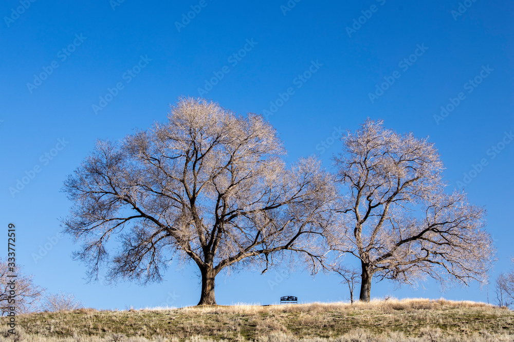 Scenic trees towering over a small park bench. Scenic trees towering over a small park bench.