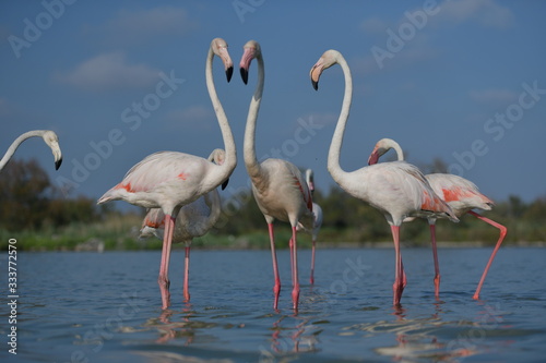 group of flamingos