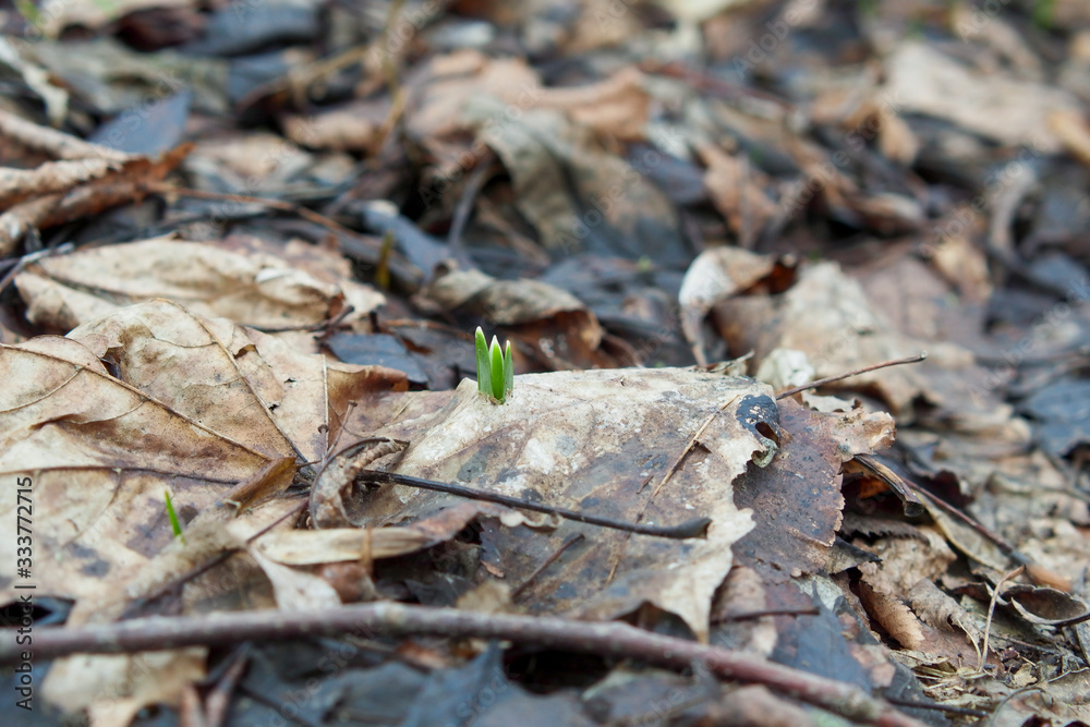 Snowdrop, the first flower of the year. Snowdrop, the first flower of the year.
