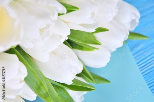 Bouquet of elegant white tulips on blue wooden background. Beautiful bunch of tender spring flowers. Easter gift. Springtime. Greeting card for womans day. 