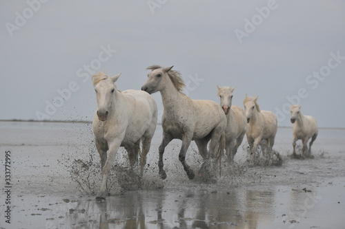 Fototapeta Naklejka Na Ścianę i Meble -  horses in water