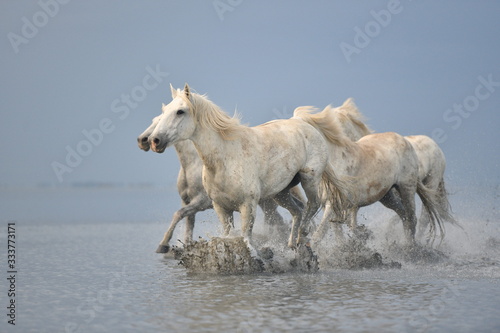 Fototapeta Naklejka Na Ścianę i Meble -  horses in water