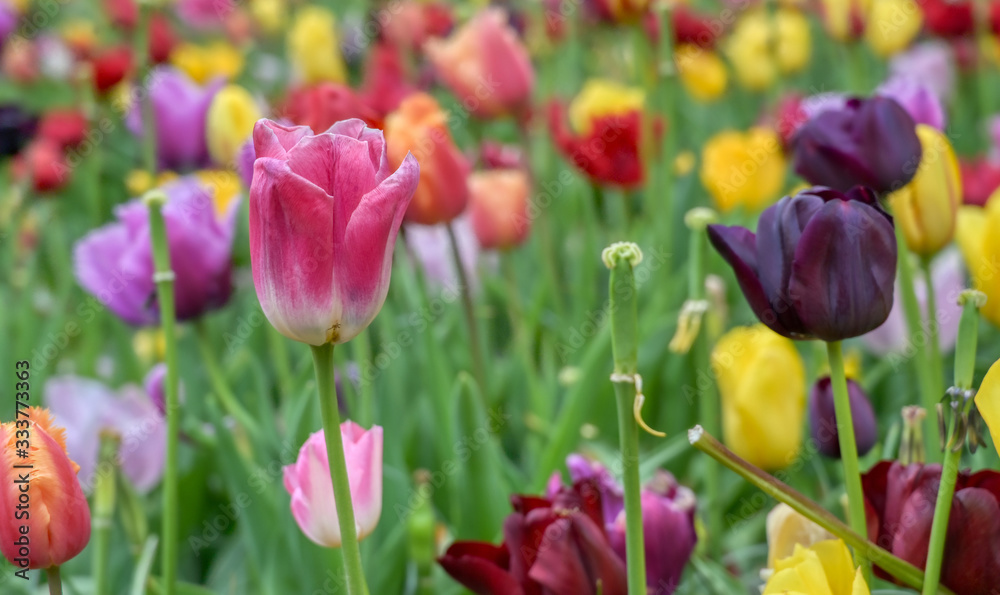Rows of tulips and other flowers in a garden in the Netherlands.