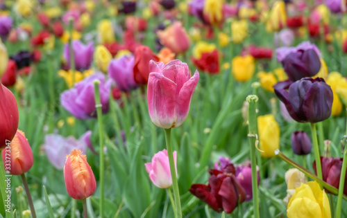 Rows of tulips and other flowers in a garden in the Netherlands. © Jbyard