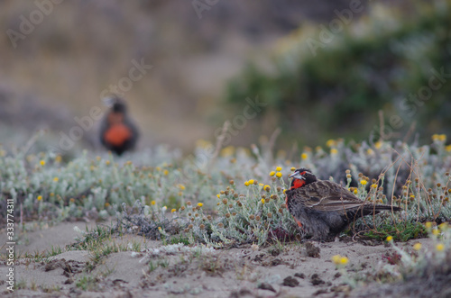 Long-tailed meadowlarks Leistes loyca on the ground. photo