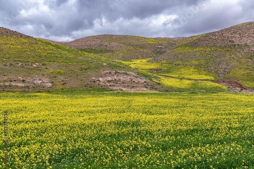 Blooming mustard at Judaean desert