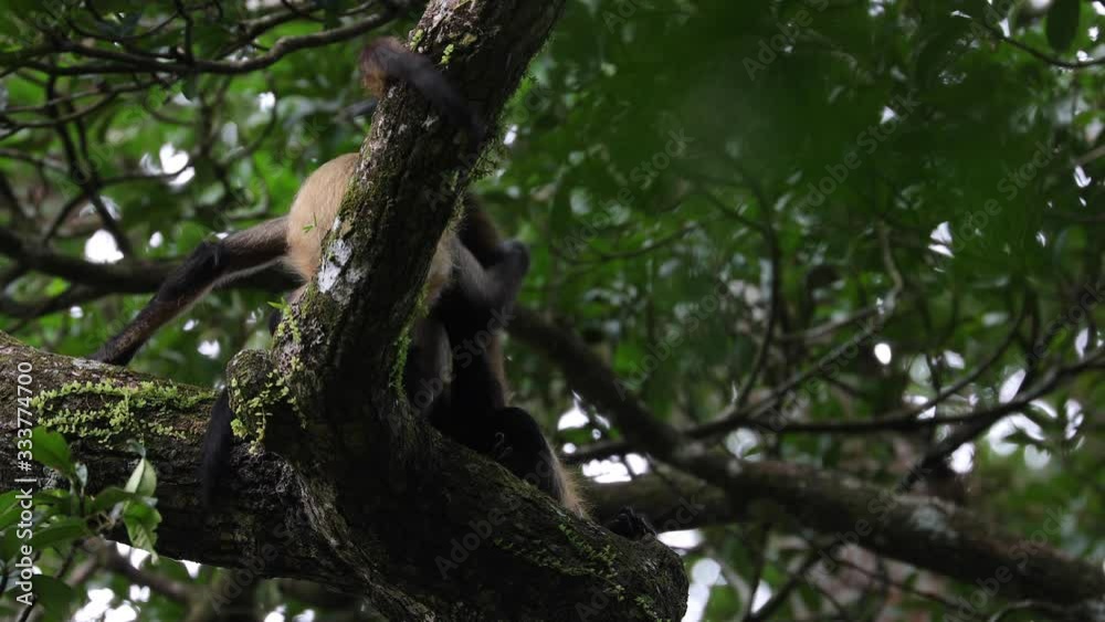 Spider Monkeys feeding in trees in Rincon de la Vieja NP Costa Rica Spider Monkeys feeding in trees in Rincon de la Vieja NP Costa Rica