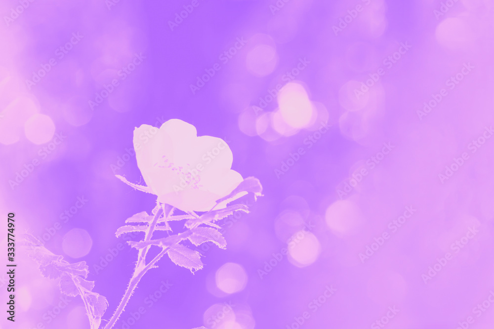 Obraz premium Rosehip or rose hip or white wild rose flower on the blurred background. Light violet toned