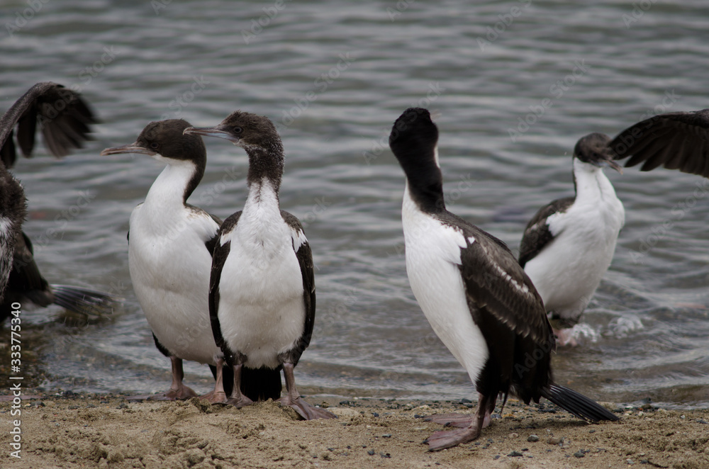 Imperial shags in the coast of Punta Arenas. Imperial shags in the coast of Punta Arenas.