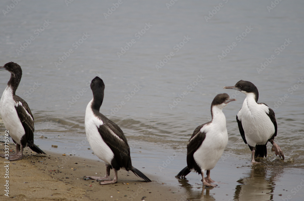 Naklejka premium Imperial shags in the coast of Punta Arenas.