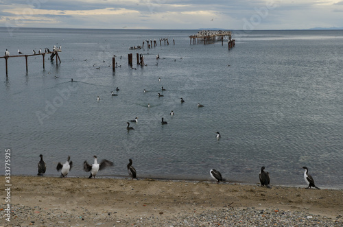 Imperial shags in the coast of Punta Arenas. photo