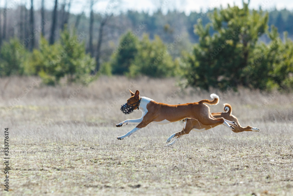 Coursing. Basenji dogs runs across the field Coursing. Basenji dogs runs across the field
