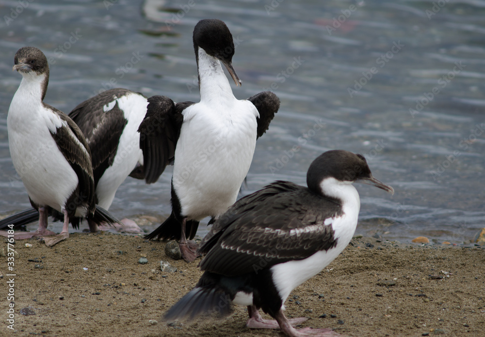 Imperial shags in the coast of Punta Arenas. Imperial shags in the coast of Punta Arenas.