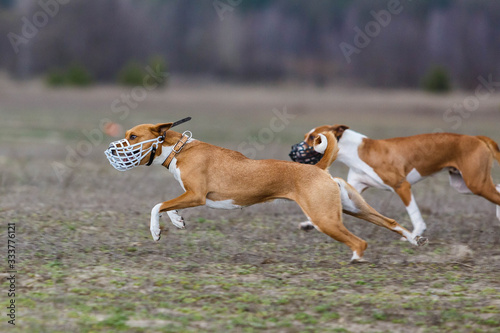 Coursing. Basenji dogs runs across the field