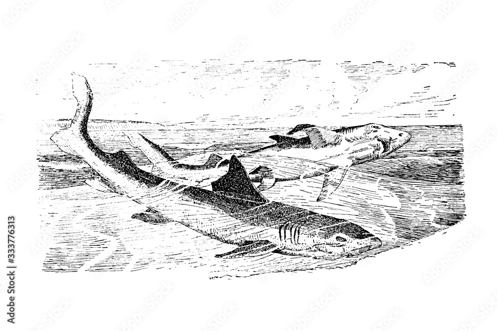 Naklejka premium SHARK (Carcharias glaucus) - Vintage Engraved Illustration 1889