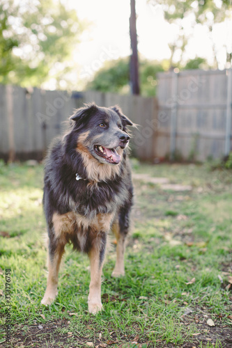 German Shepherd Pet Dog
