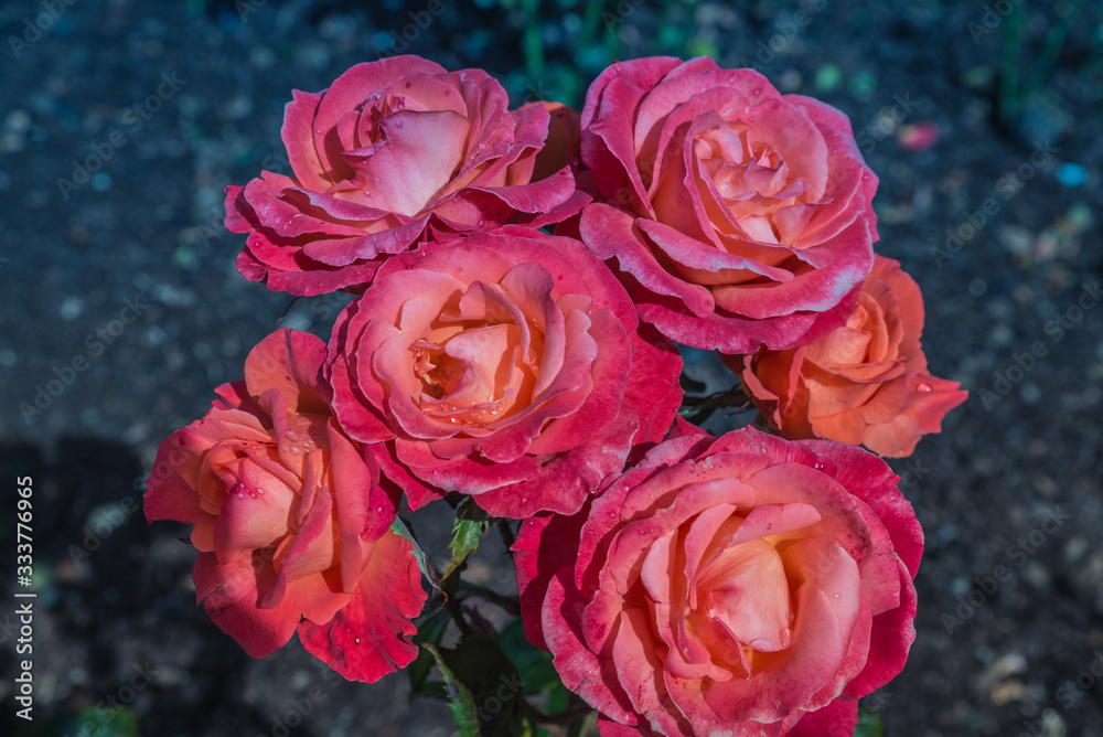 custom made wallpaper toronto digitalTaihape Sunset Roses