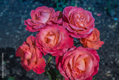 Taihape Sunset Roses