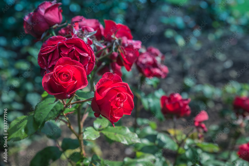 Mellennium Roses in garden Mellennium Roses in garden