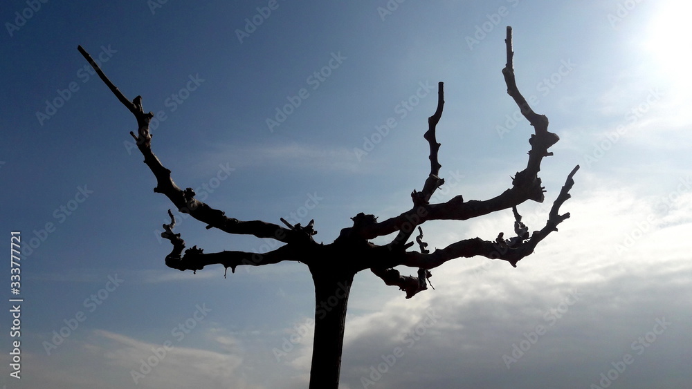 Creepy small old dried tree with strange looking branches and without leaves on cloudy blue sky background