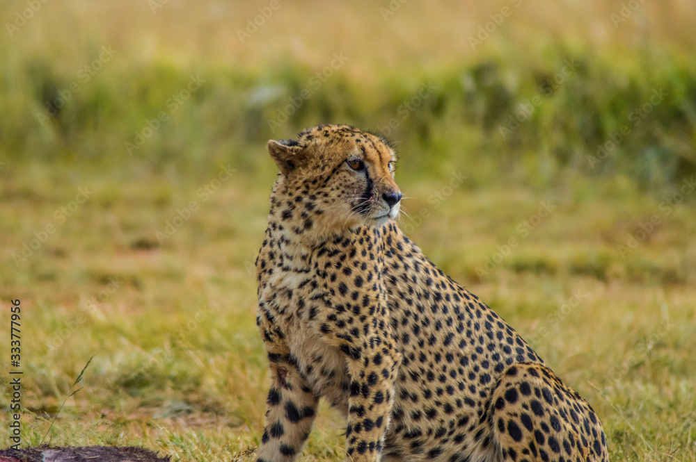 Closeup portrait of a spotted Cheetah in South Africa reserve Closeup portrait of a spotted Cheetah in South Africa reserve