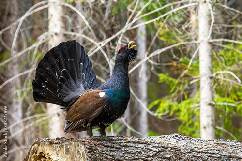Obraz na płótnie Majestic western capercaillie, tetrao urogallus, spreading his tail in the forest. Impressive ground-living wood grouse strutting in its natural habitat. Endangered bird with big tail. w salonie