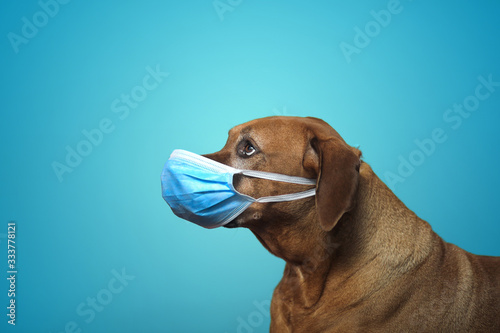 A dog with a mask  © Pola