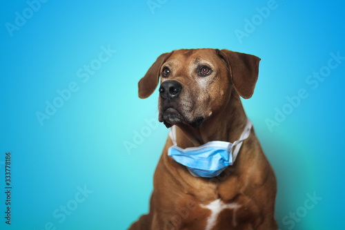 Rhodesian ridgeback with a mask