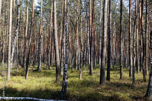 Fototapeta Naklejka Na Ścianę i Meble -  pine woods in forest