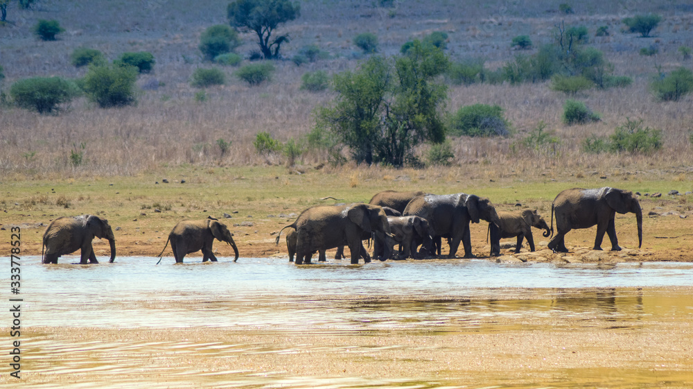 A big breeding herd of Elephants drinking water in Pilanesberg national park A big breeding herd of Elephants drinking water in Pilanesberg national park