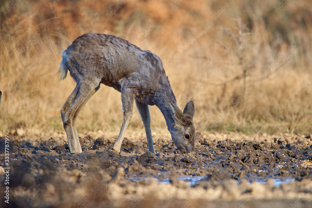Fototapeta premium Roe deer in the forest