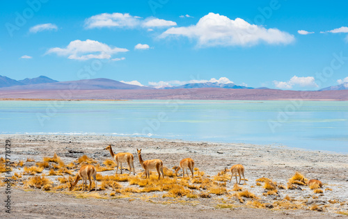 A herd of Vicuna by the turquoise waters of the Chalviri Lagoon, Uyuni Salt Flat Desert, Bolivia. photo