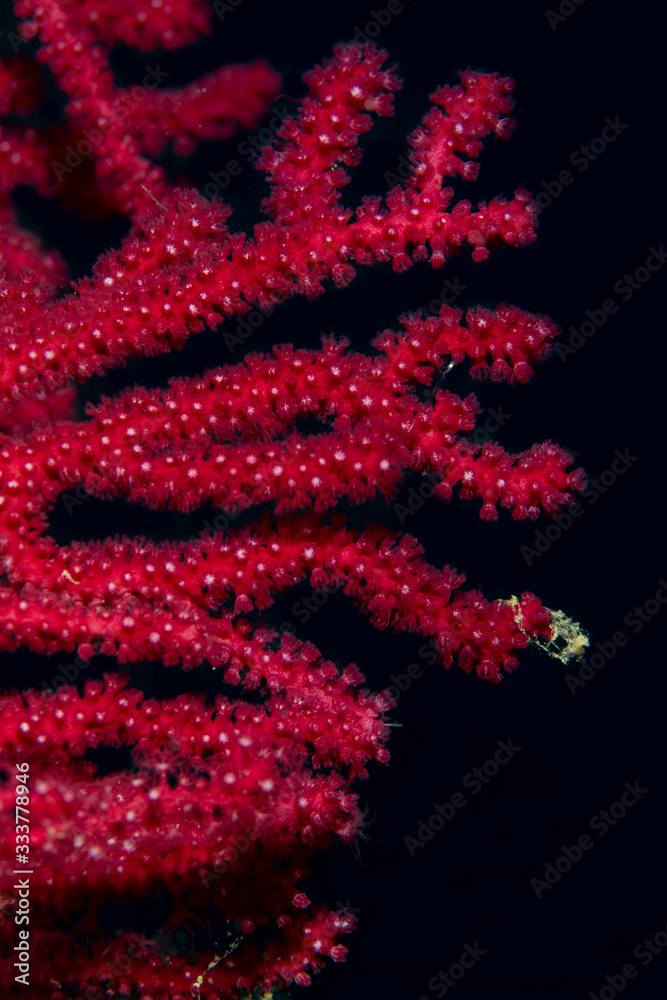 red coral 2 red coral 2