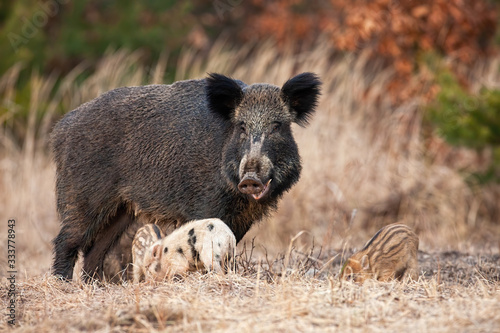 Family of wild boar, sus scrofa, with adult hairy mother and little piglets grazing in spring nature. Group of wild animals standing close together on a meadow with dry grass.