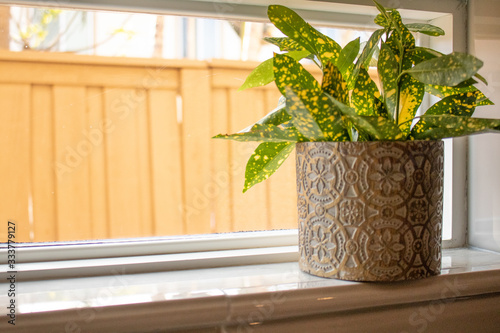 Beautiful Plant on Windowsill