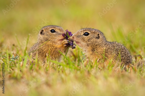 Two european ground squirrel, spermophilus citellus, touching flower on a meadow in summer nature. Love bond between cute wild animals on grassland. Mammal eating from side view.
