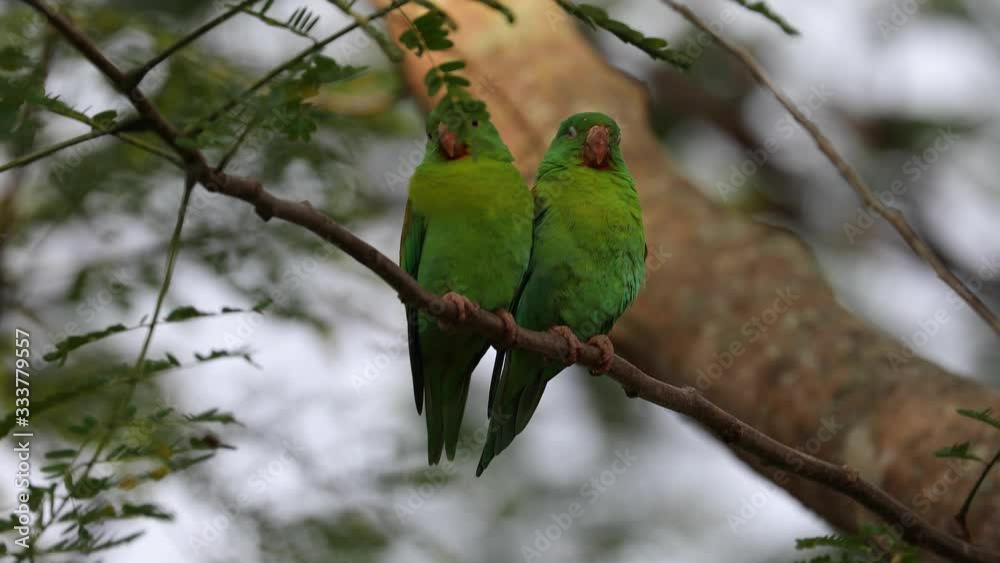 Little green parrot sitting on branch in Costa Rica Osa Peninsula Little green parrot sitting on branch in Costa Rica Osa Peninsula