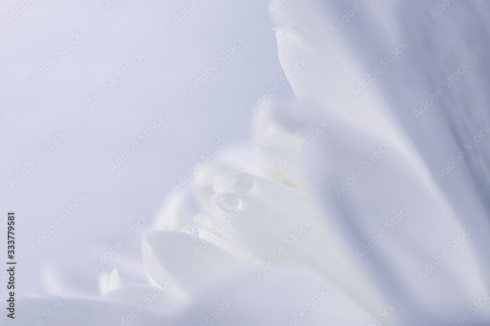 White flower petals with water drops, detailed macro photo. Light image, concept of wedding, holiday, birthday, mother's day, spring, summer. Copyspace.