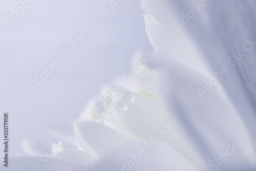 Fototapeta Naklejka Na Ścianę i Meble -  White flower petals with water drops, detailed macro photo. Light image, concept of wedding, holiday, birthday, mother's day, spring, summer. Copyspace.