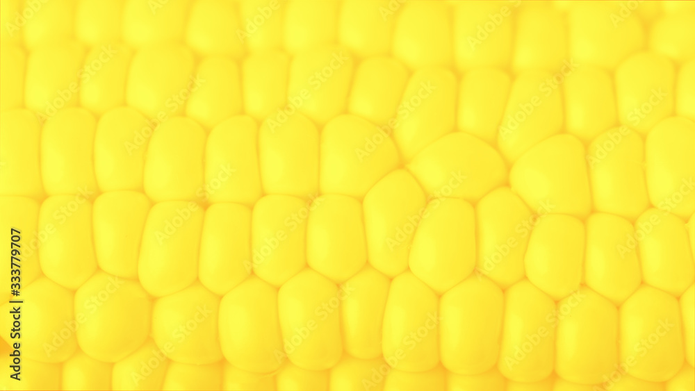 Vivid yellow fresh sweet corn, textured background. 16:9 panoramic format Vivid yellow fresh sweet corn, textured background. 16:9 panoramic format