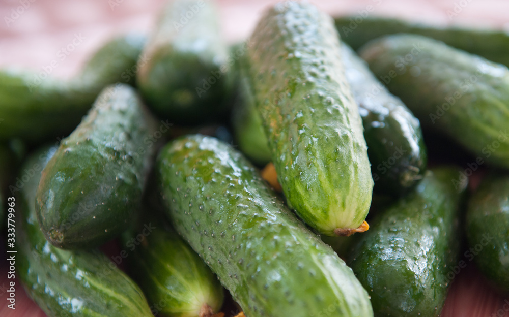 Ripe green vegetables cucumbers close-up. Harvest 2020 Ripe green vegetables cucumbers close-up. Harvest 2020