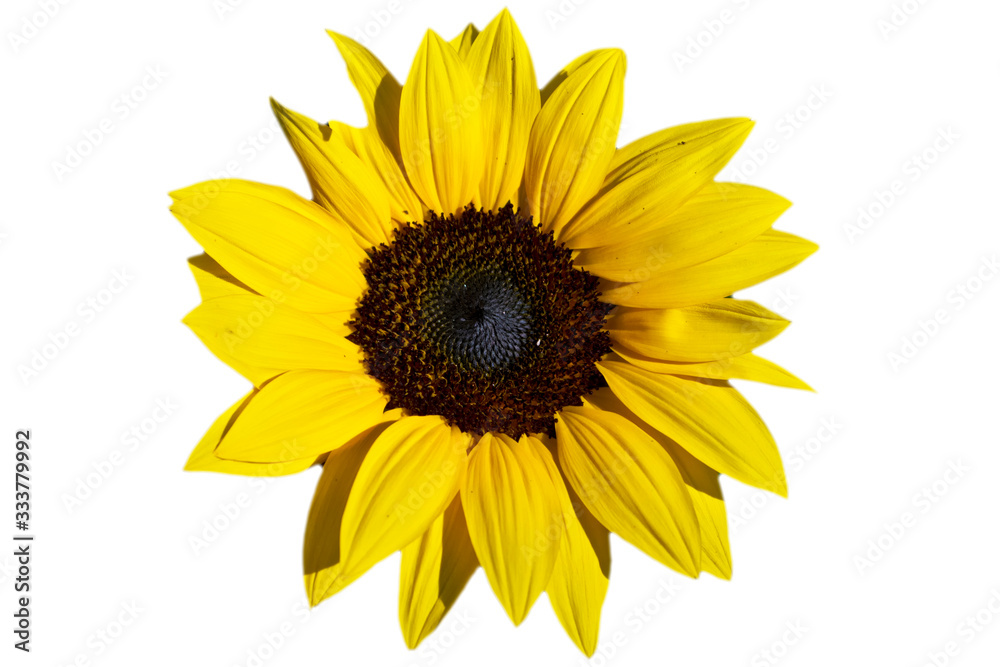 White background with yellow sunflower blossom White background with yellow sunflower blossom