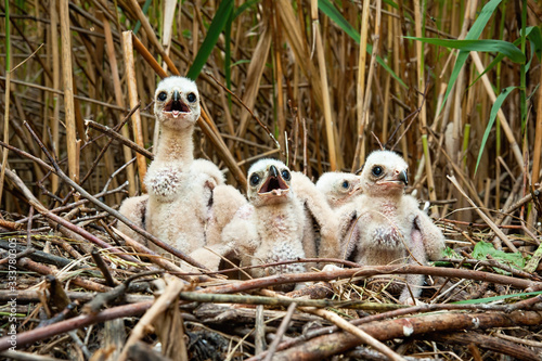 Curious western marsh harrier, circus aeruginosus chicks waiting on nest hidden in reeds in spring wetland. Surprised young birds looking with open beaks from front view. photo