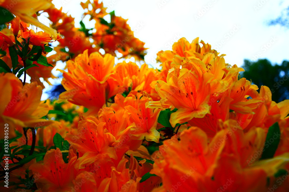 Satte Blüten Satte Blüten