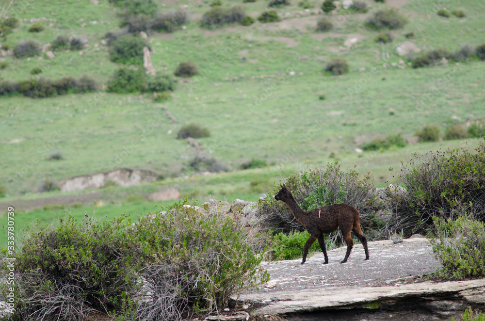 Young alpaca Vicugna pacos in the locality of Putre. Young alpaca Vicugna pacos in the locality of Putre.