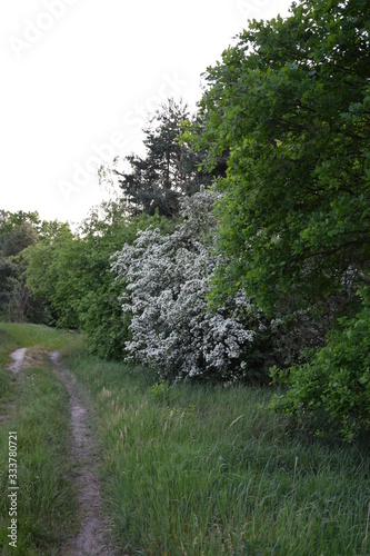 Weiß zwischen grün